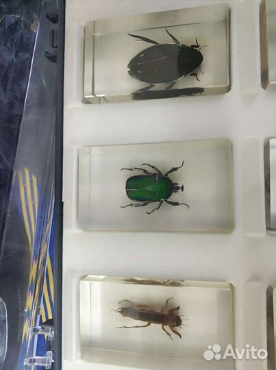 Коллекция насекомых