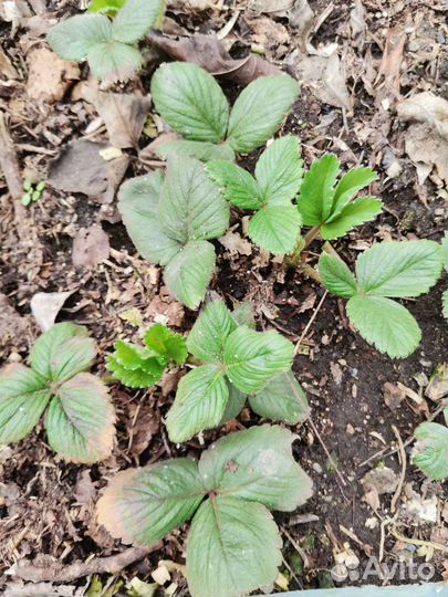 Клубника ремонтантная Альбион и ранняяАзия