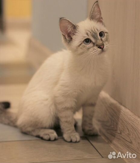 Тася, тайская кошечка в дар, 3 мес