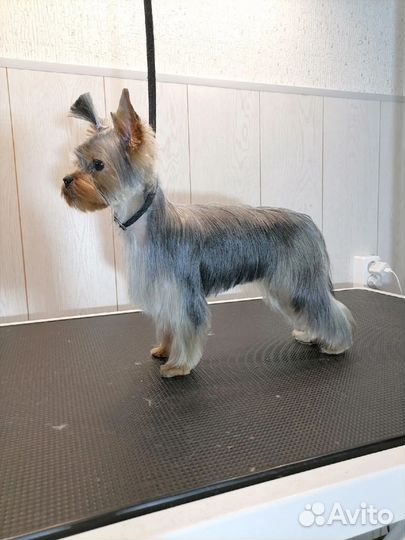 Груминг. Ммс. Без выезда