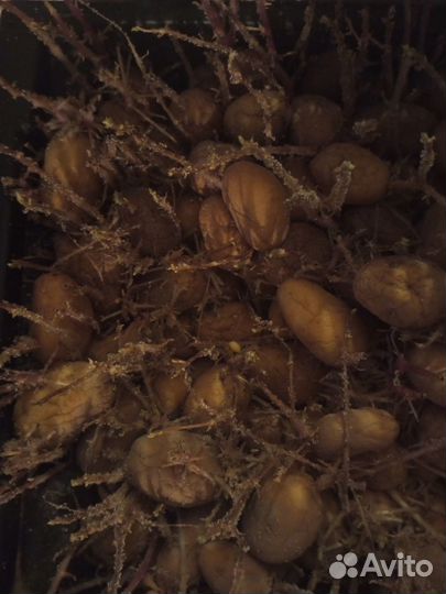 Картофель семенной на посадку