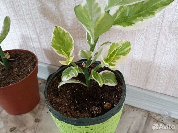 Педелантус