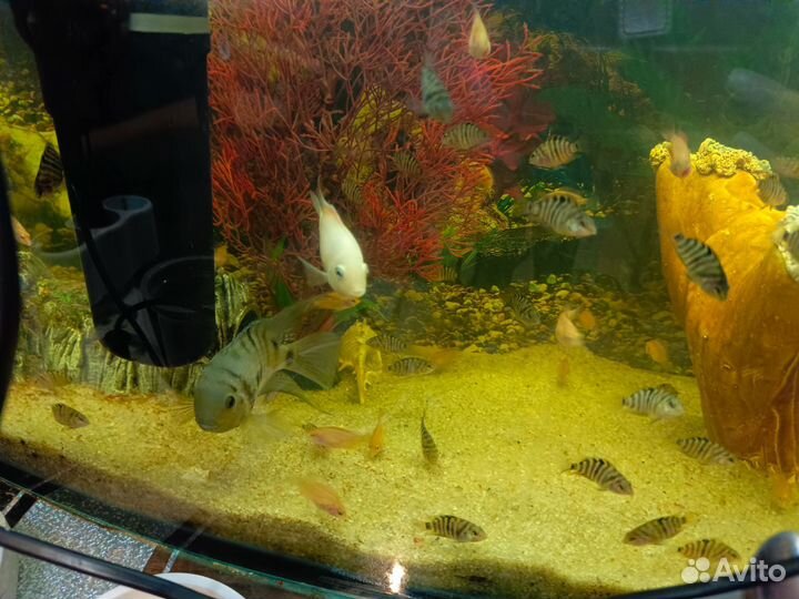 Рыбки цихлиды