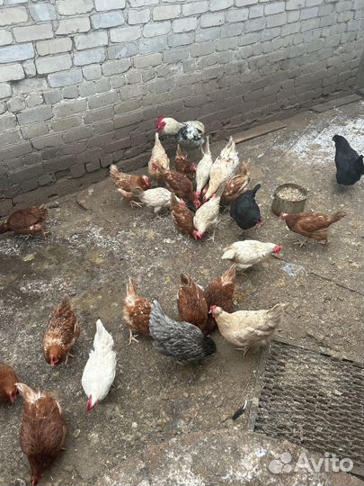 Куры несушки