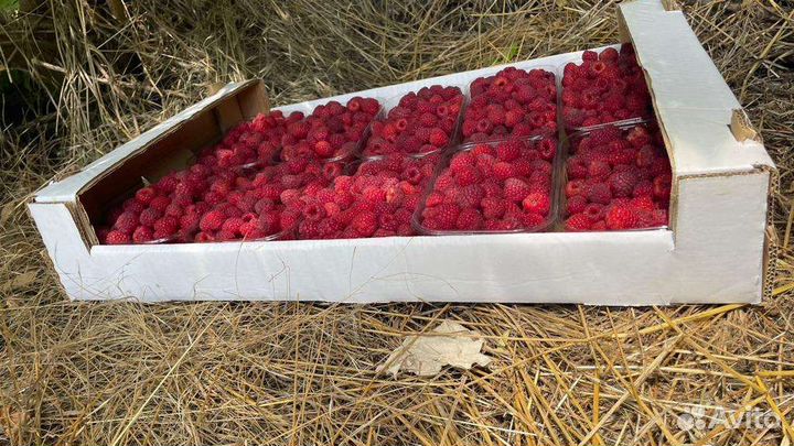 Ремонтантная малина