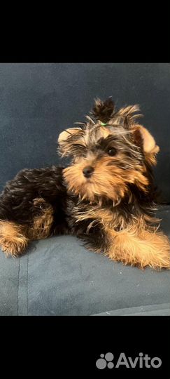 Йоркширский терьер мини девочка