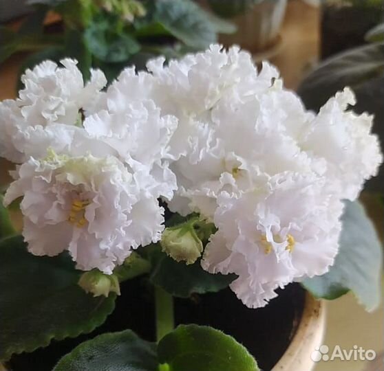 Фиалки сортовые 100