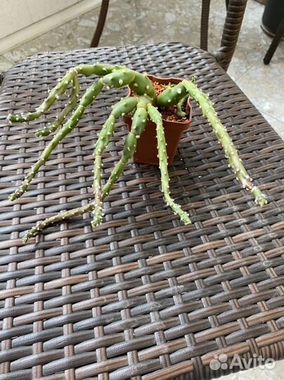 Кактусы и Суккуленты 5