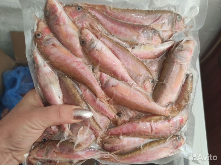 Свежая и свежемороженая Барабуля