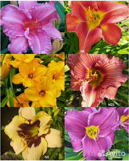 Садовые многолетние цветы