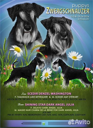 Щенок цвергшнауцера