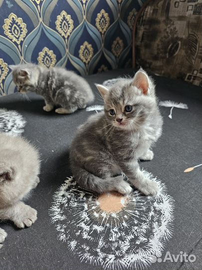 Шотландские прямоухие котята