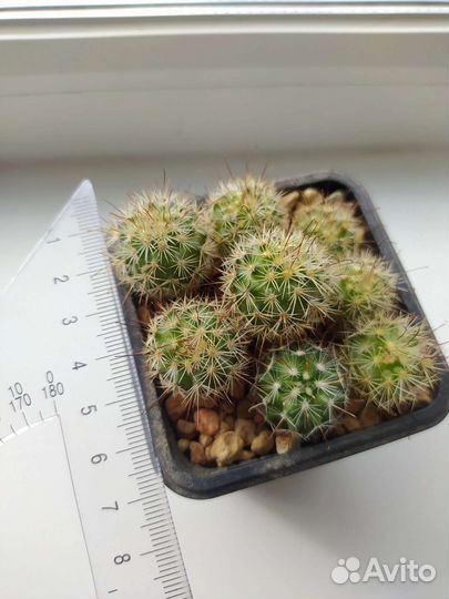 Кактусы сеянцы