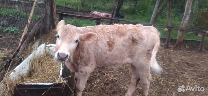 Телята бычки