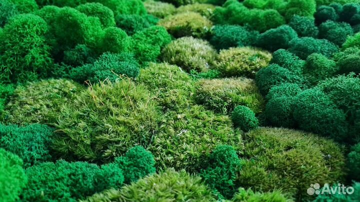 Панно из мха, картины из стабилизированного мха