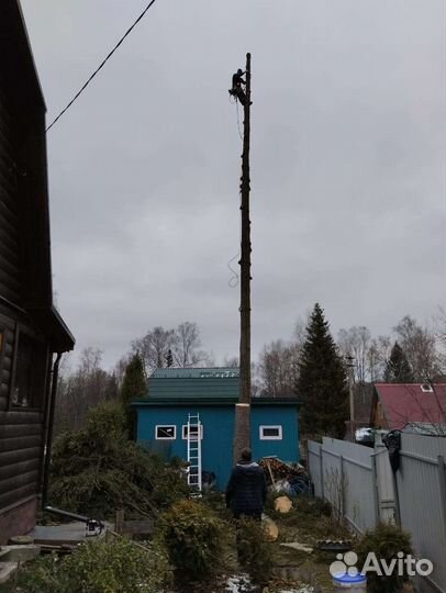 Спилить дерево спил деревьев Туношна