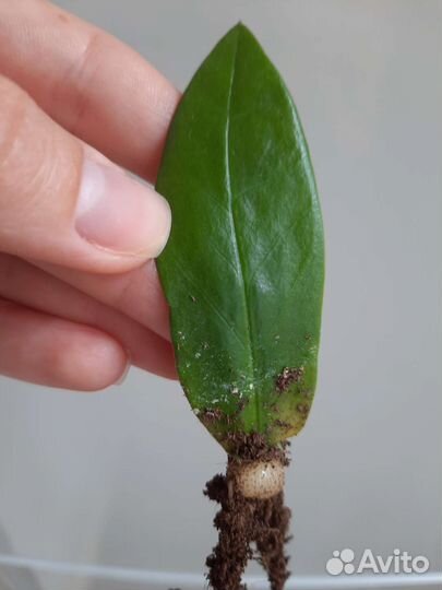 Замиокулькас лист