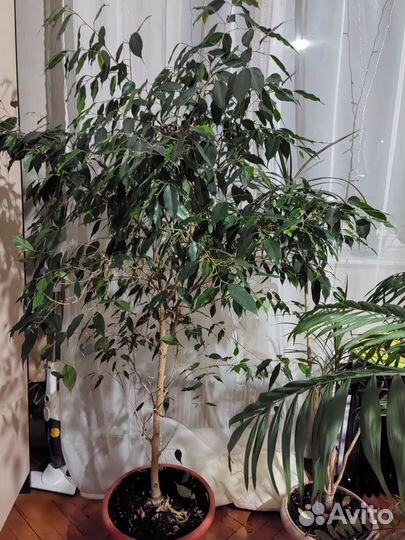 Фикус бенджамина большой