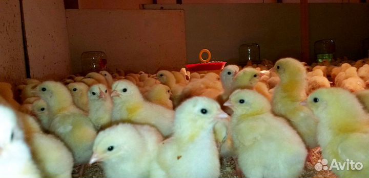 Бройлерные цыплята рос - 308