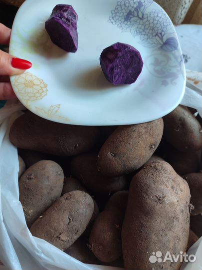 Семенной картофель