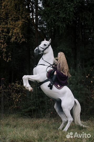 Лошадь хобби класс