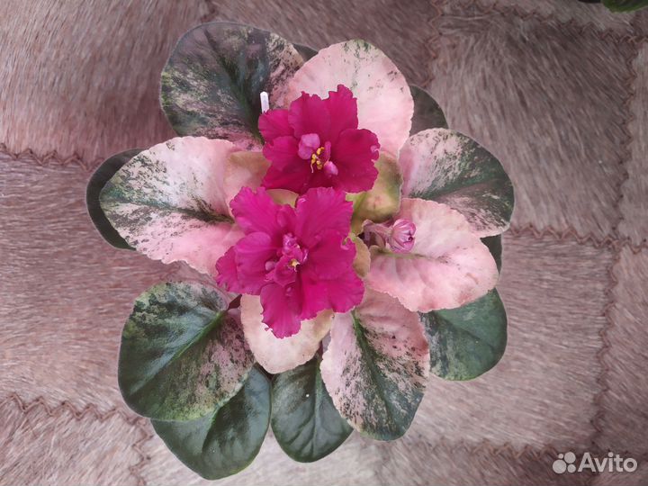 Продажа сортовых фиалок