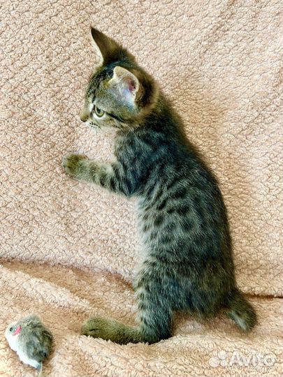 Котёнок Кексик в добрые руки