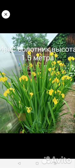 Ирис болотный