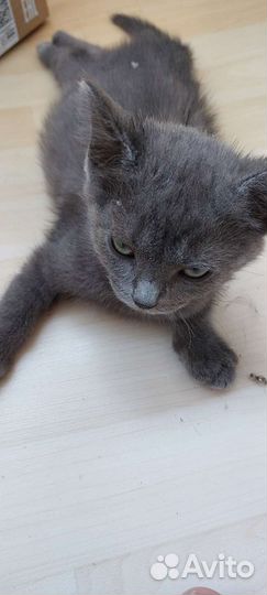 Отдам бесплатно