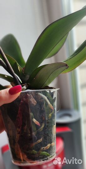 Орхидея фаленопсис