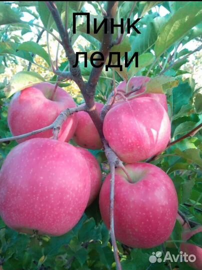 Саженцы яблони