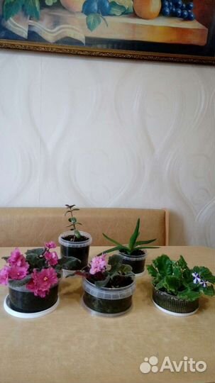 Фиалки цветущие, толстянка и алоэ Вера