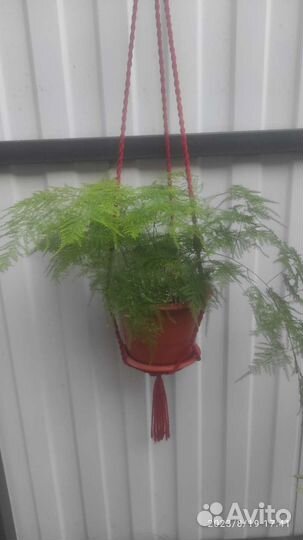 Аспарагус перистый или щетинковидный