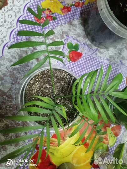 Пальма хамедорея