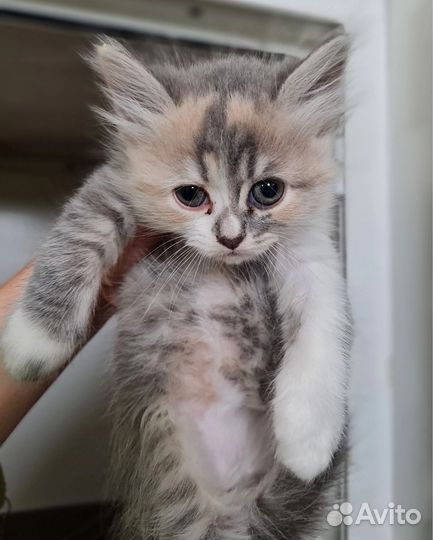 Кошка в дар бесплатно