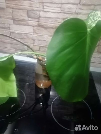 Монстера, дифинбахия