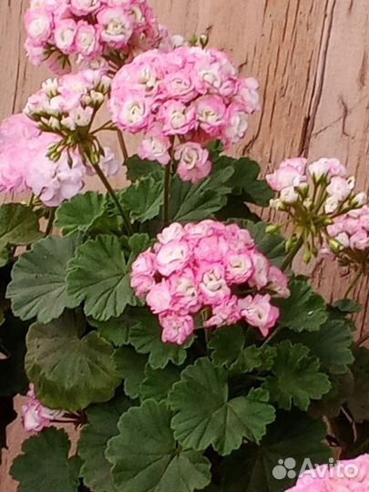 Герань пеларгония