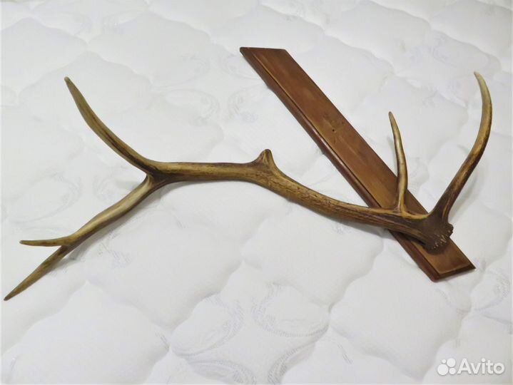 Рога оленя на деревянном постаменте