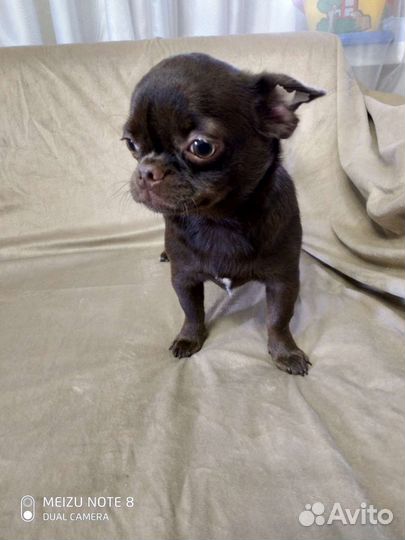 Красивый мальчик чихуахуа