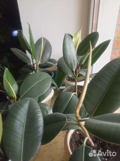 Фикус каучуковый Робуста