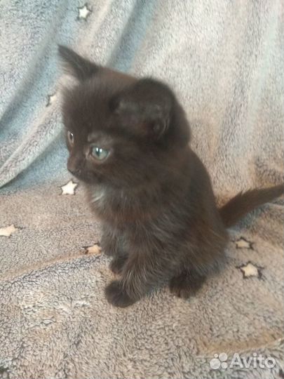 Кошечка 1.5 мес- ласкуша
