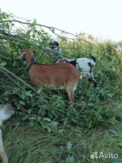Англо нубийские козы дойные