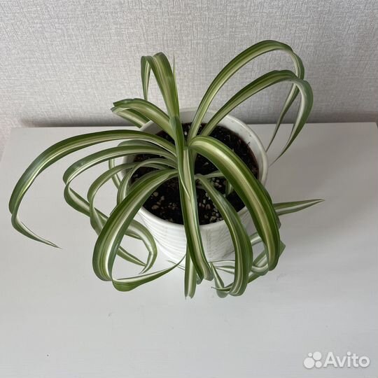 Хлорофитум кудрявый