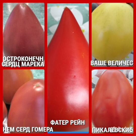 Семена коллекционных томатов