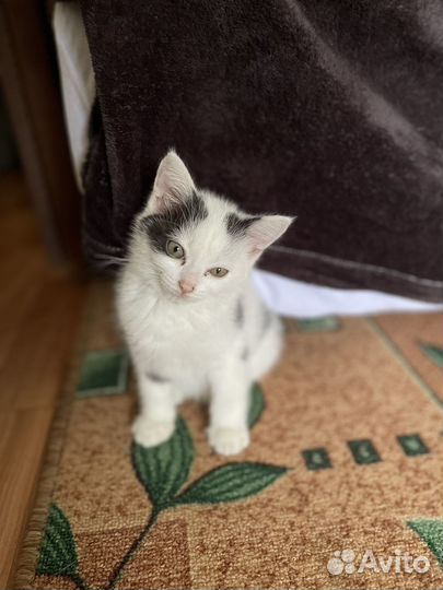 Коты в добрые руки