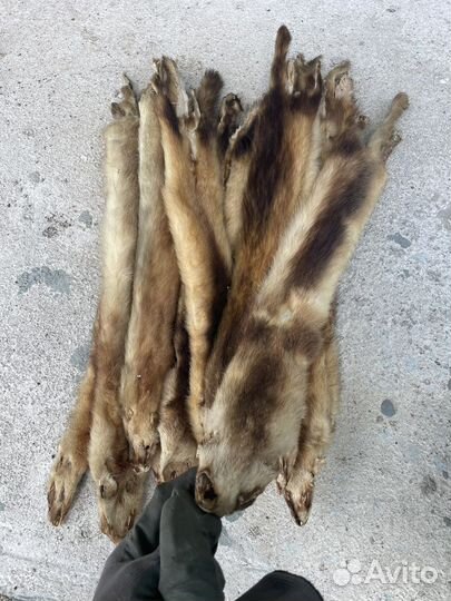 Шкуры Норки