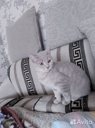 Отдам кошечку