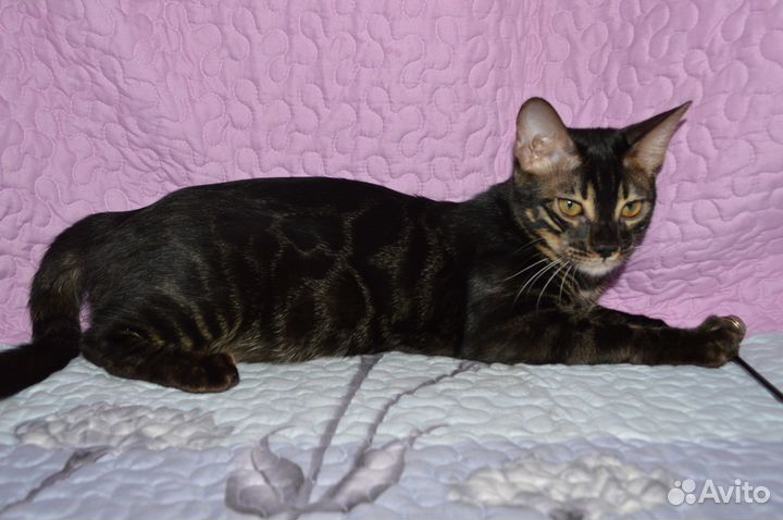 Шикарная бенгалочка