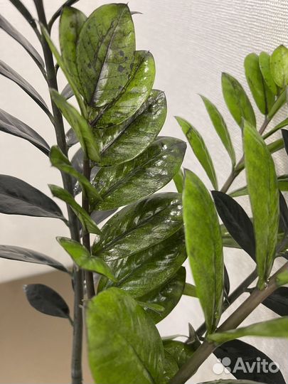 Замиокулькас Изумрудный