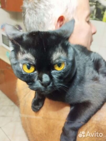 Бомбейская кошечка